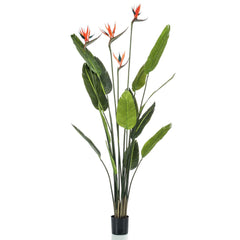 Emerald Tekokasvi Strelitzia-puu 4 kukalla ruukussa 150 cm